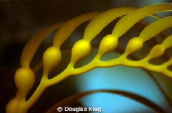 Life Support. New growth of the kelp that supports all li... by Douglas Klug 